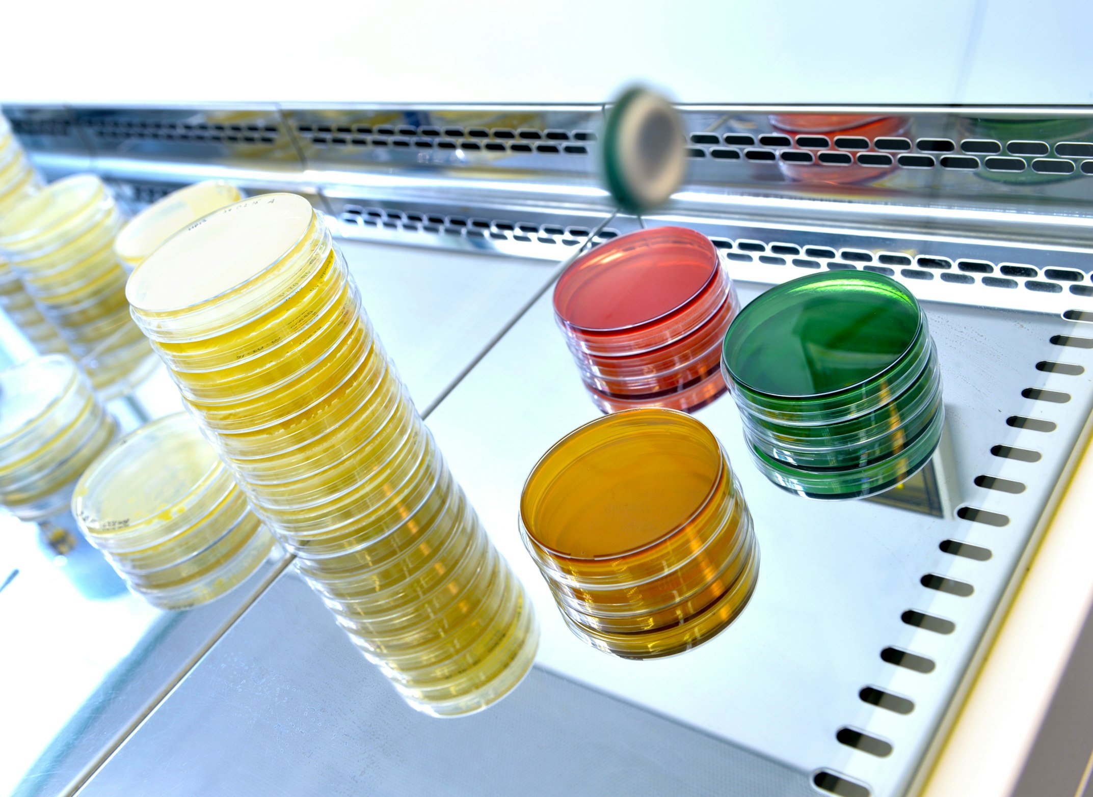 Testing probiotic strains in the Genesis Biosciences Lab